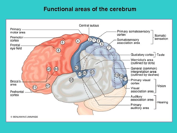 Functional areas of the cerebrum 