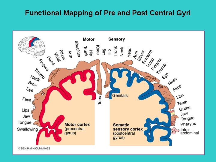 Functional Mapping of Pre and Post Central Gyri 