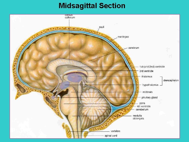 Midsagittal Section 