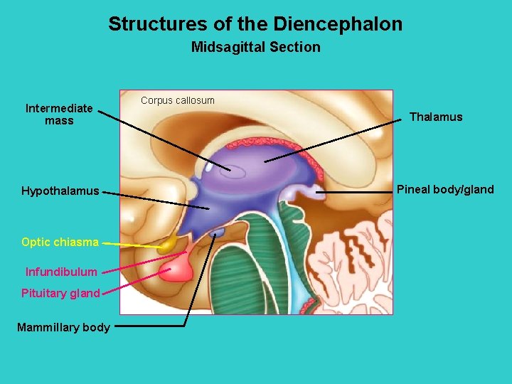 Structures of the Diencephalon Midsagittal Section Intermediate mass Hypothalamus Optic chiasma Infundibulum Pituitary gland