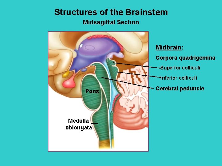 Structures of the Brainstem Midsagittal Section Midbrain: Corpora quadrigemina Superior colliculi Inferior colliculi Pons