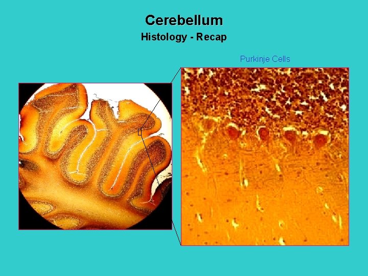 Cerebellum Histology - Recap Purkinje Cells 