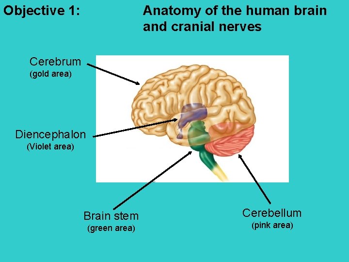 Objective 1: Anatomy of the human brain and cranial nerves Cerebrum (gold area) Diencephalon