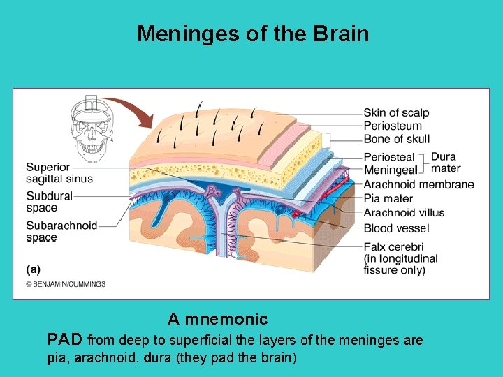 Meninges of the Brain A mnemonic PAD from deep to superficial the layers of