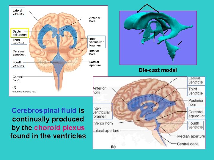Die-cast model Cerebrospinal fluid is continually produced by the choroid plexus found in the