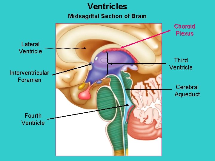 Ventricles Midsagittal Section of Brain Choroid Plexus Lateral Ventricle Interventricular Foramen Third Ventricle Cerebral