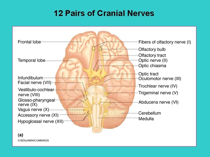 12 Pairs of Cranial Nerves 