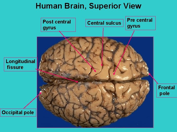 Human Brain, Superior View Post central gyrus Central sulcus Pre central gyrus Longitudinal fissure
