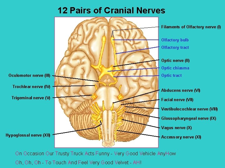 12 Pairs of Cranial Nerves Filaments of Olfactory nerve (I) Olfactory bulb Olfactory tract