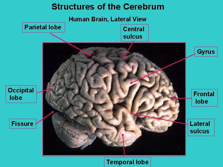 Structures of the Cerebrum Human Brain, Lateral View Parietal lobe Central sulcus Gyrus Occipital