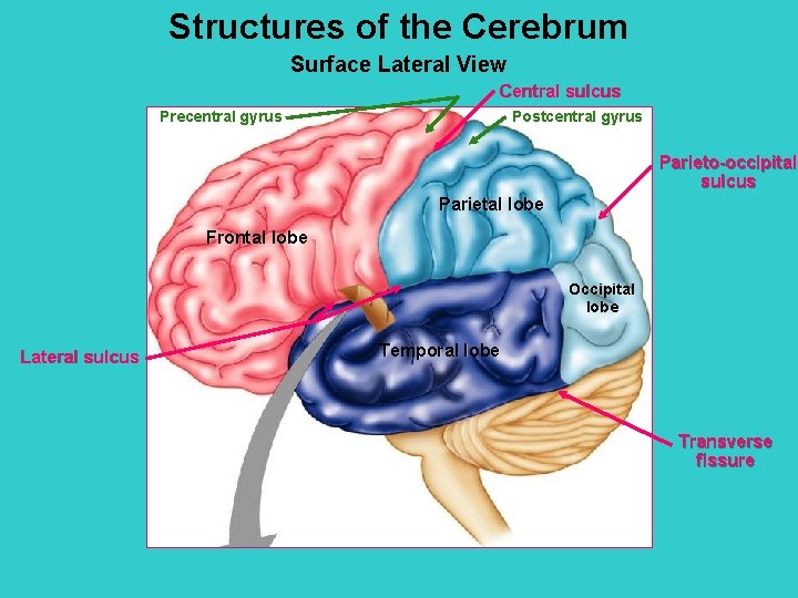 Structures of the Cerebrum Surface Lateral View Central sulcus Precentral gyrus Postcentral gyrus Parieto-occipital