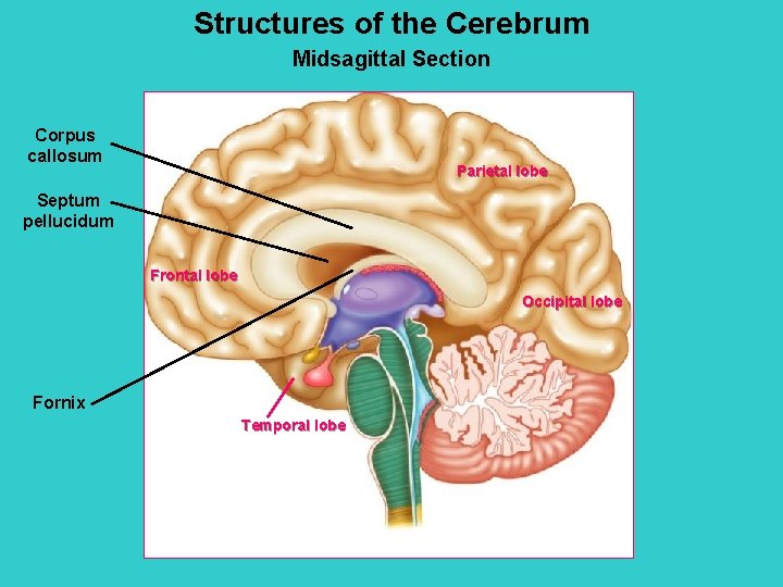 Structures of the Cerebrum Midsagittal Section Corpus callosum Parietal lobe Septum pellucidum Frontal lobe