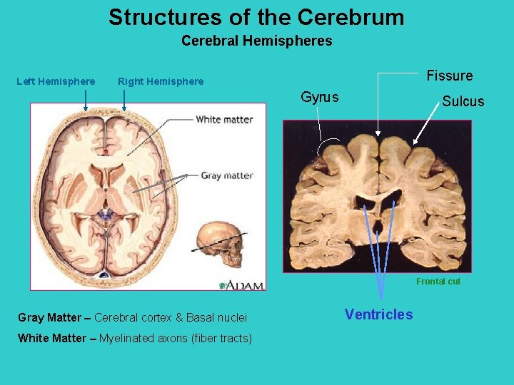 Structures of the Cerebrum Cerebral Hemispheres Left Hemisphere Fissure Right Hemisphere Gyrus Sulcus Frontal