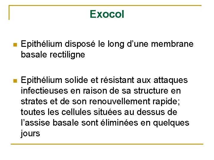 Exocol n Epithélium disposé le long d’une membrane basale rectiligne n Epithélium solide et