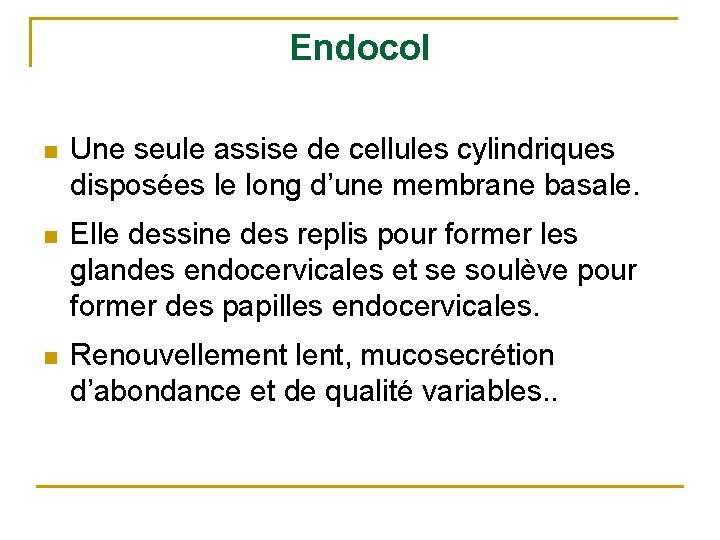 Endocol n Une seule assise de cellules cylindriques disposées le long d’une membrane basale.