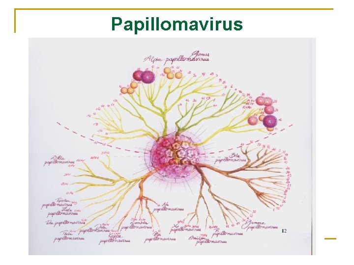 Papillomavirus 