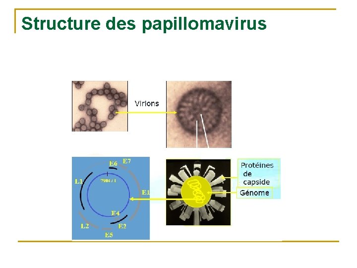 Structure des papillomavirus 