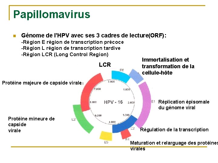 Papillomavirus n Génome de l’HPV avec ses 3 cadres de lecture(ORF): -Région E région