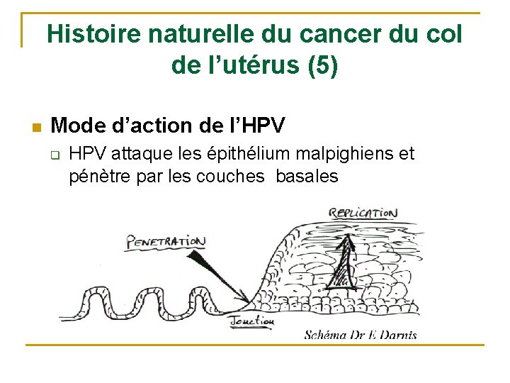 Histoire naturelle du cancer du col de l’utérus (5) n Mode d’action de l’HPV