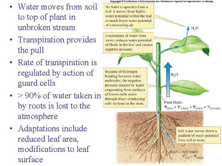  • Water moves from soil to top of plant in unbroken stream •