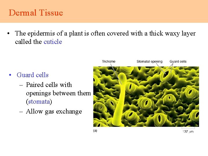 Dermal Tissue • The epidermis of a plant is often covered with a thick