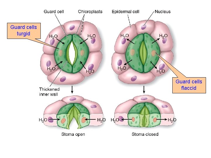 Guard cells turgid Guard cells flaccid 