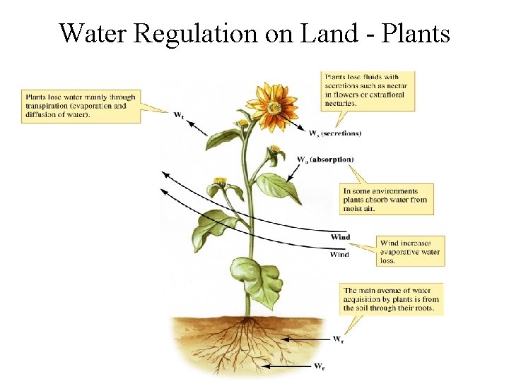 Water Regulation on Land - Plants 