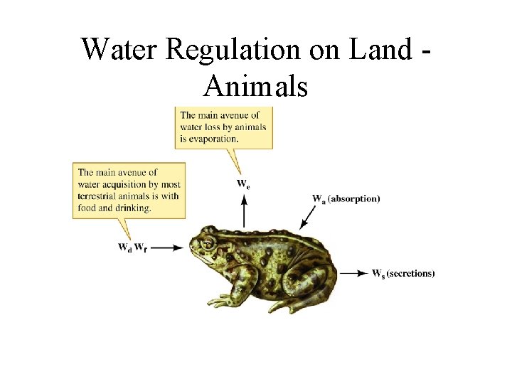 Water Regulation on Land Animals 