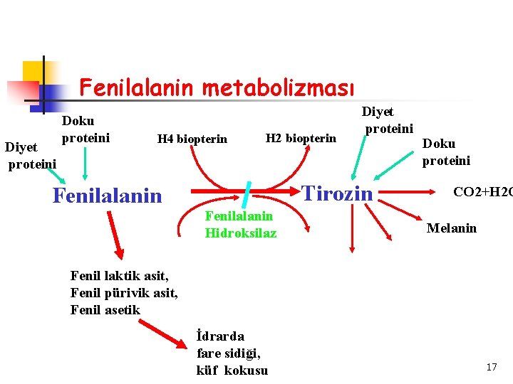 Fenilalanin metabolizması Diyet proteini Doku proteini H 4 biopterin H 2 biopterin Diyet proteini