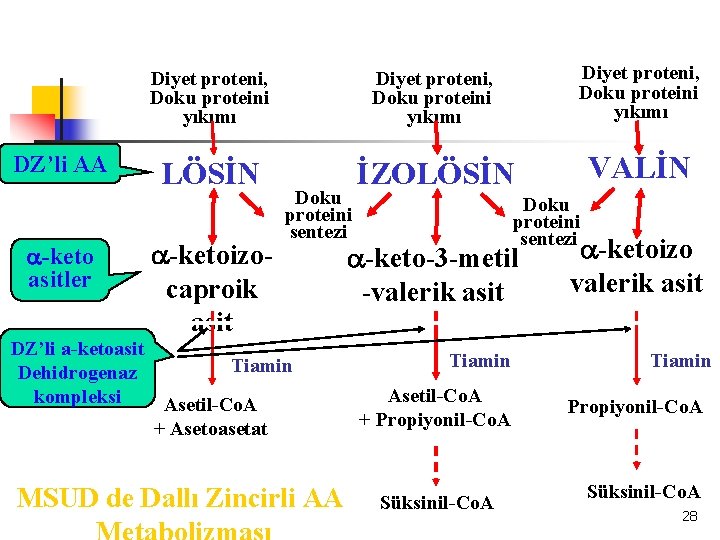 DZ’li AA a-keto asitler Diyet proteni, Doku proteini yıkımı LÖSİN İZOLÖSİN VALİN a-ketoizocaproik asit