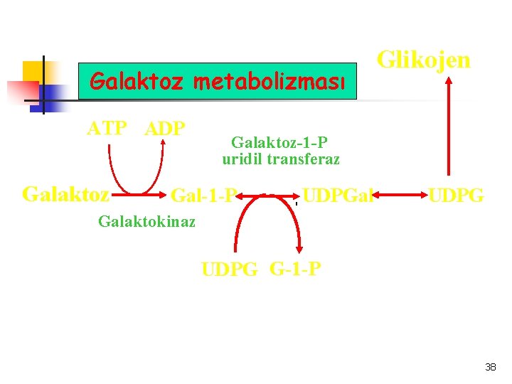 Galaktoz metabolizması ATP ADP Galaktoz Glikojen Galaktoz-1 -P uridil transferaz Gal-1 -P UDPGal UDPG