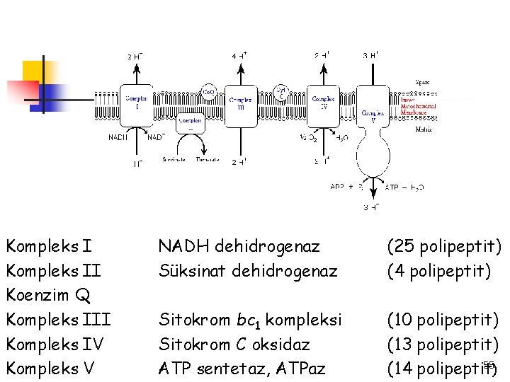 Kompleks II Koenzim Q Kompleks III Kompleks IV Kompleks V NADH dehidrogenaz Süksinat dehidrogenaz