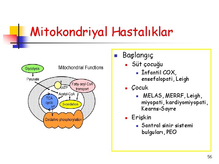 Mitokondriyal Hastalıklar Başlangıç Süt çocuğu Çocuk İnfantil COX, ensefalopati, Leigh MELAS, MERRF, Leigh, miyopati,