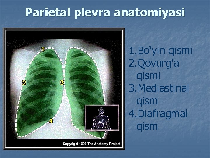 Parietal plevra anatomiyasi 1. Bo‘yin qismi 2. Qovurg‘a qismi 3. Mediastinal qism 4. Diafragmal