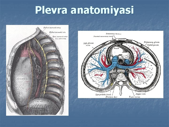 Plevra anatomiyasi 