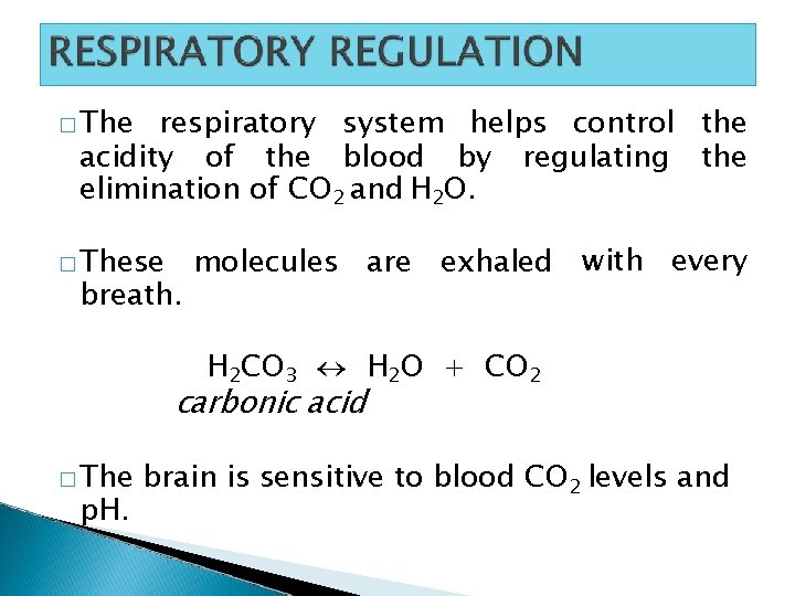 � The respiratory system helps control the acidity of the blood by regulating the