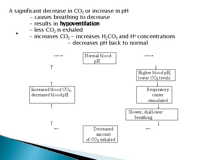A significant decrease in CO 2 or increase in p. H - causes breathing