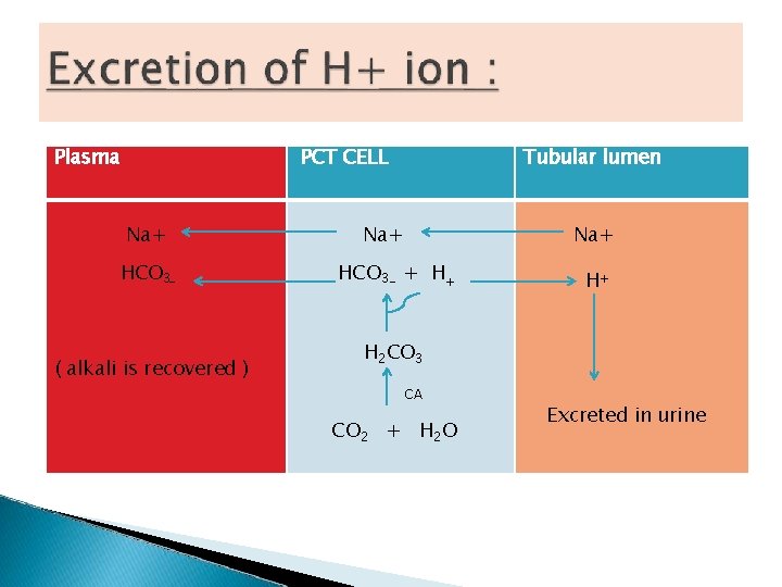 Plasma PCT CELL Na+ HCO 3 - ( alkali is recovered ) Tubular lumen