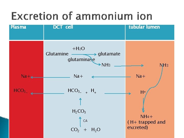 Plasma DCT cell tubular lumen +H 2 O Glutamine glutamate glutaminase NH 3 Na+