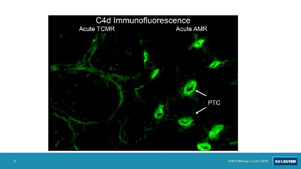 8 ASN Pathology Course 2019 