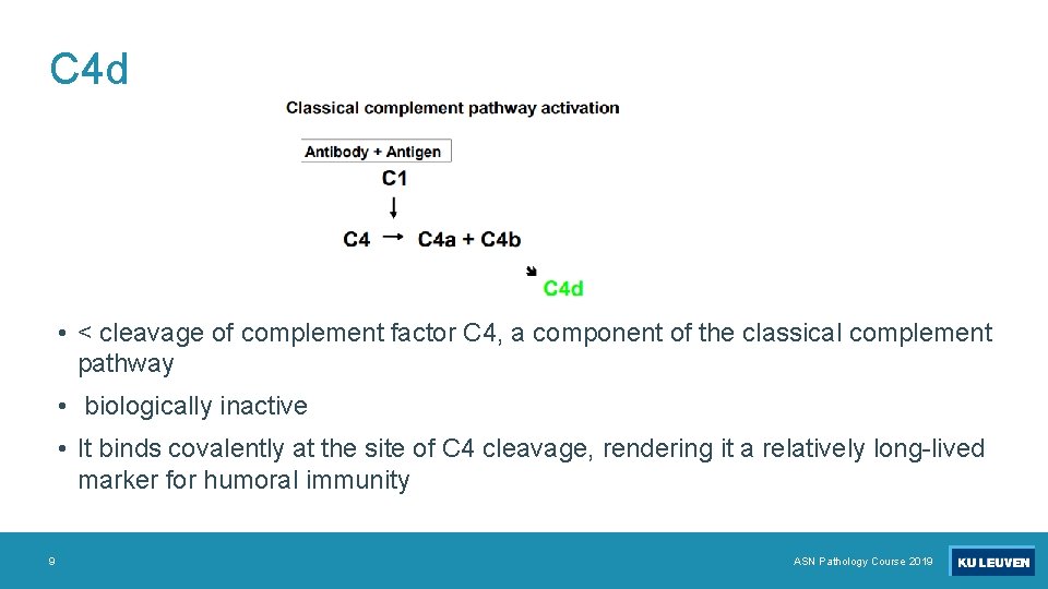 C 4 d • < cleavage of complement factor C 4, a component of