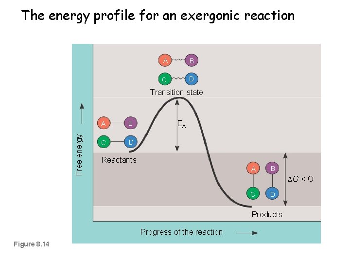 The energy profile for an exergonic reaction A B C D Free energy Transition