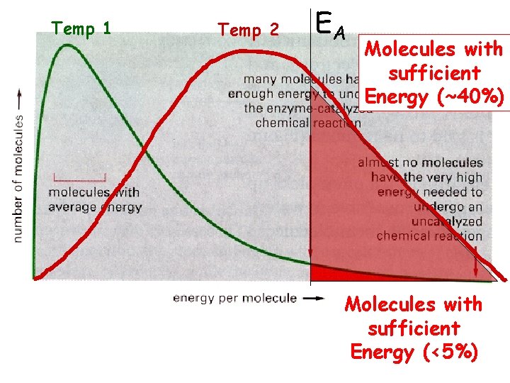 Temp 1 Temp 2 EA Molecules with sufficient Energy (~40%) Molecules with sufficient Energy