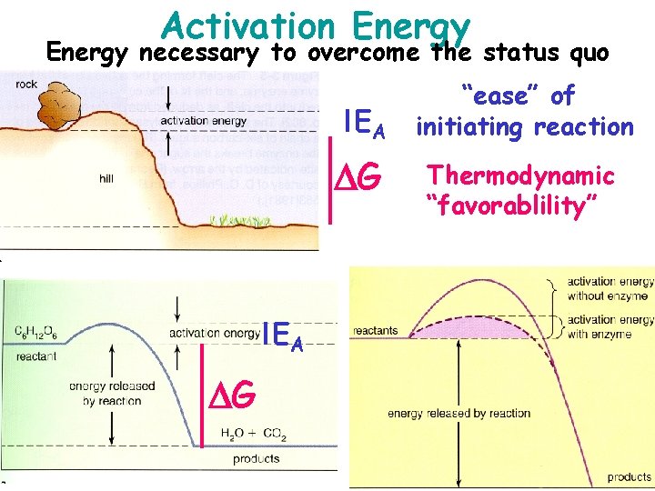 Activation Energy necessary to overcome the status quo EA G “ease” of initiating reaction