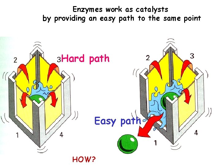 Enzymes work as catalysts by providing an easy path to the same point Hard