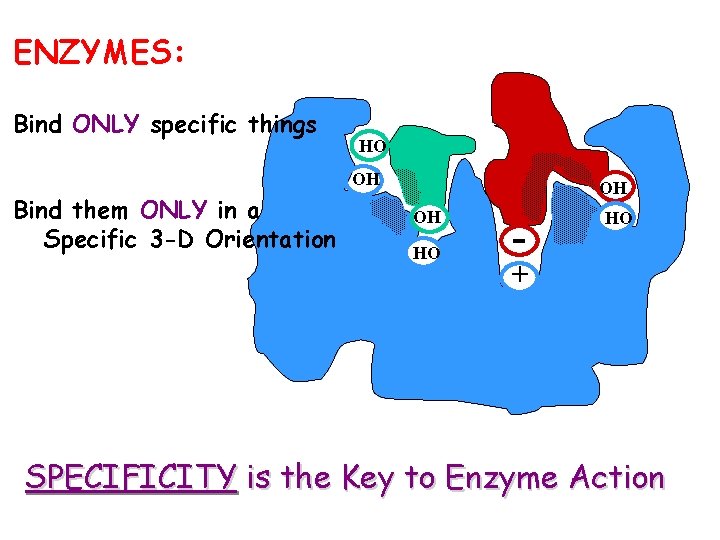 ENZYMES: Bind ONLY specific things HO OH Bind them ONLY in a Specific 3