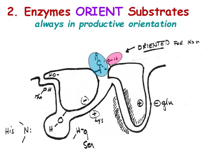 2. Enzymes ORIENT Substrates always in productive orientation 