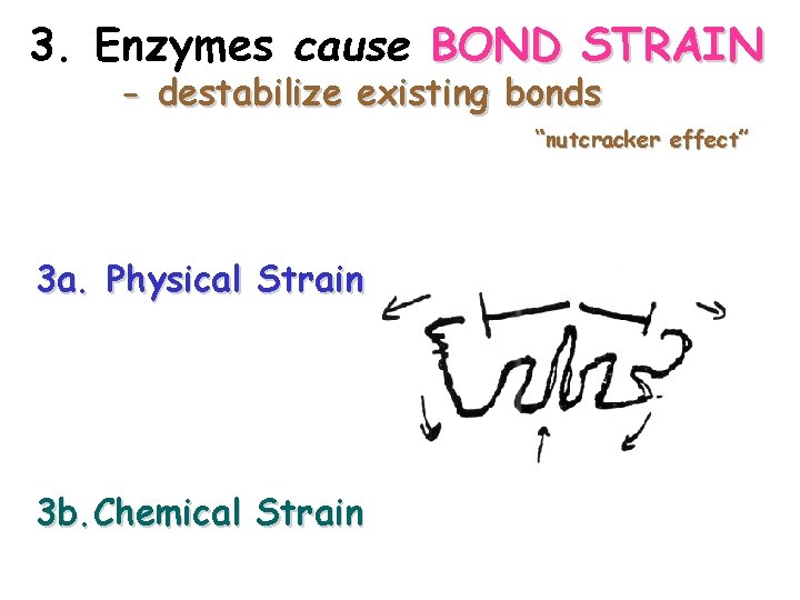 3. Enzymes cause BOND STRAIN - destabilize existing bonds “nutcracker effect” 3 a. Physical