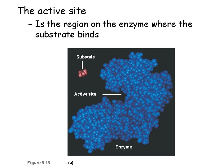 The active site – Is the region on the enzyme where the substrate binds