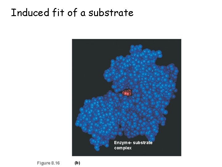 Induced fit of a substrate Enzyme- substrate complex Figure 8. 16 (b) 